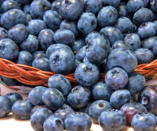 Boronica është fruti më i shëndetshëm në botë, ja arsyet