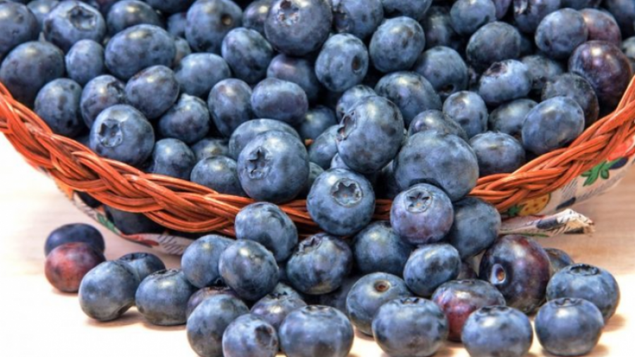 Boronica është fruti më i shëndetshëm në botë  ja arsyet