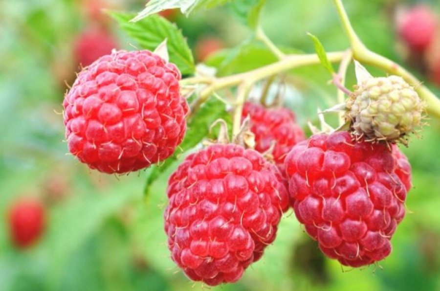 Ekspertët zbulojnë cilat fruta dhe perime ofrojnë mbrojtjen më të madhe për zemrën
