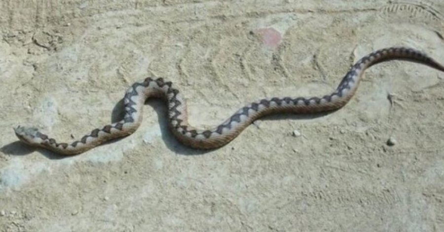 Shtohen rastet e helmimeve nga insektet dhe zvarranikët në Fier