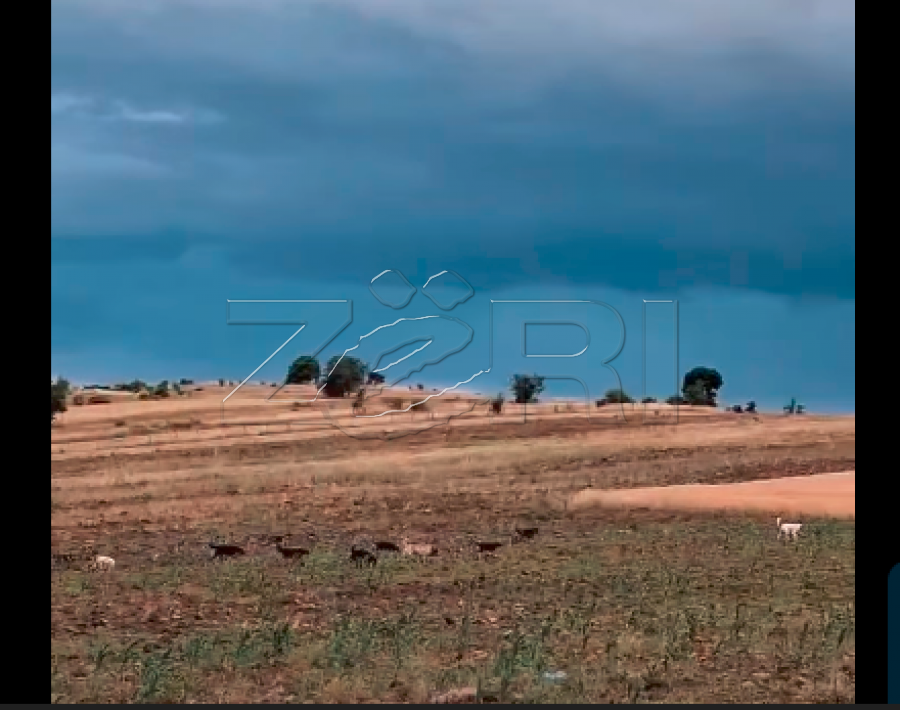 Banorët e Cërnicës së Gjilanit të shqetësuar nga qentë endaca  kërkojnë zgjidhje nga institucionet përgjegjëse  Video 