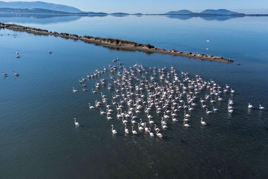  Frankfurter Allgemeine Zeitung   Larg duart nga flamingot tanë 