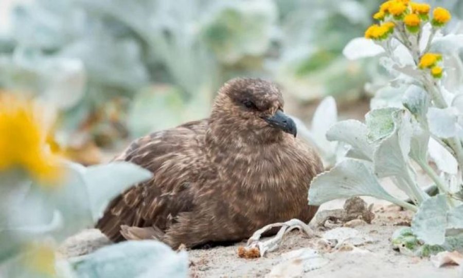 Australia konfirmon rastin e parë të gripit të shpendëve H5N1