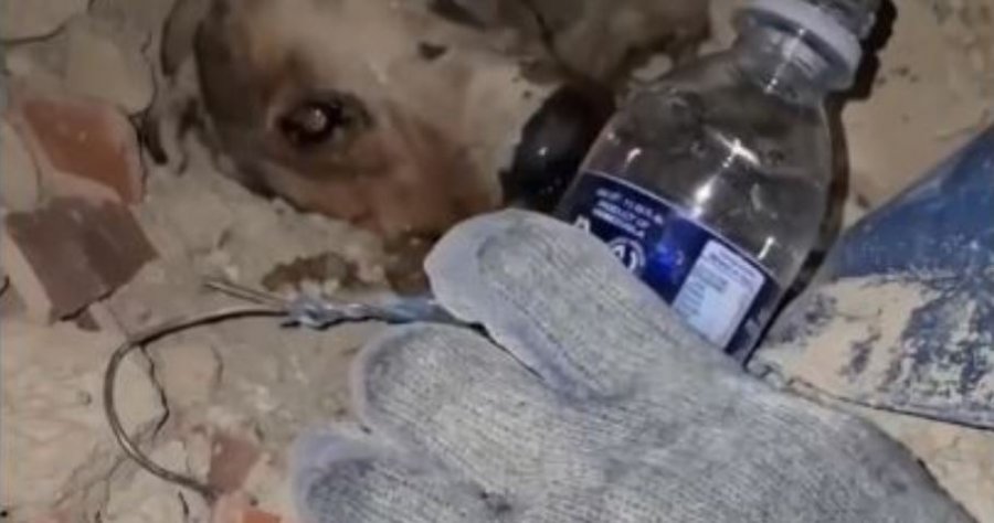 Jeta nën rrënoja  momenti kur zjarrfikësit shpëtojnë qenushin në Venezuelë
