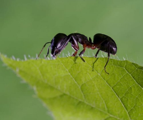 A e dini se milingonat mund të bien nga lartësia dhe nuk ngordhin?