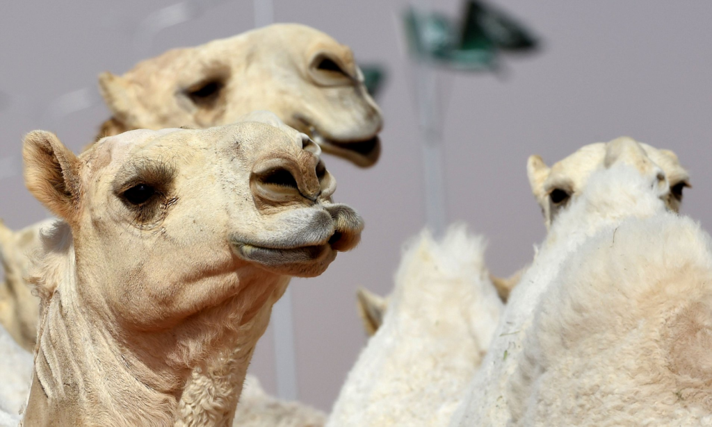 E pazakontë  20 deve  diskualifikohen  nga konkursi i bukurisë për shkak të ndërhyrjeve estetike