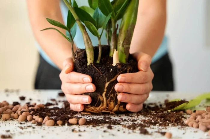 Si t’ia bëjmë që aroma e parfumit të zgjasë?