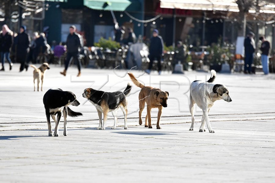 Mbi 100 qen endacakë u kastruan dhe u vaksinuan për 4 muaj në Fushë-Kosovë