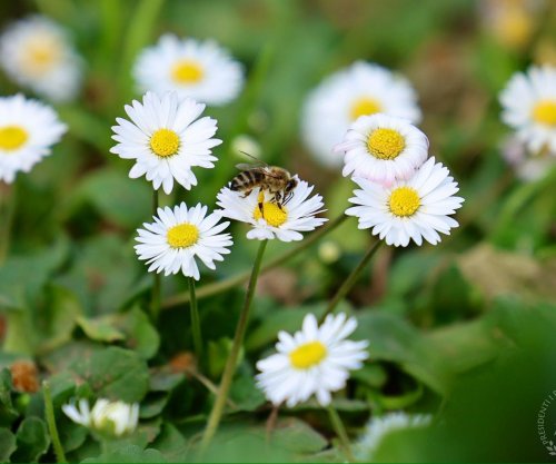 Begaj uron Ditën e Verës: Një nga festat që ka mbijetuar përtej shekujve