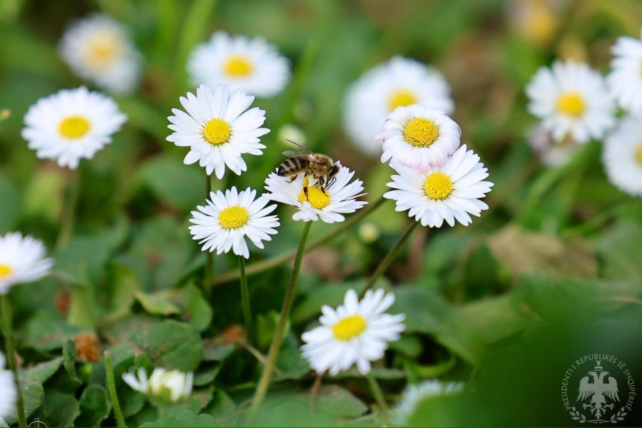Begaj uron Ditën e Verës  Një nga festat që ka mbijetuar përtej shekujve
