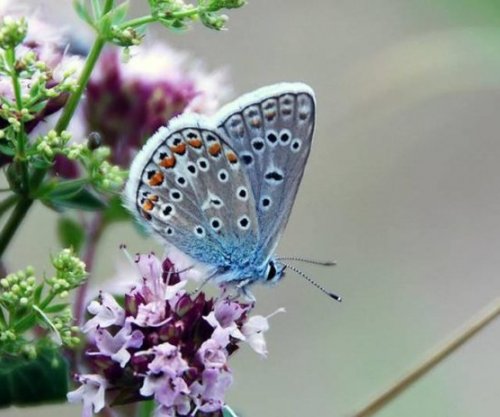 A e dini se fluturat përcjellin mesazhe?