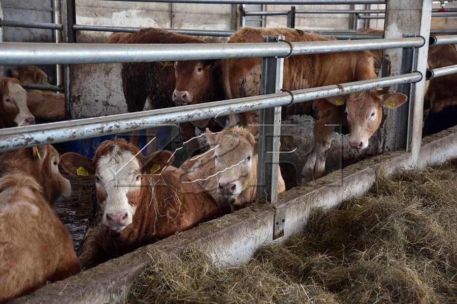 Konfirmohen raste të brucelozës dhe tuberkulozit te gjedhët në Lubishtë të Vitisë, institucionet ndërmarrin masa
