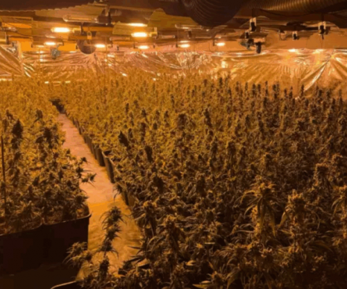 Policia gjermane zbulon plantacionin e kanabisit të shqiptarëve