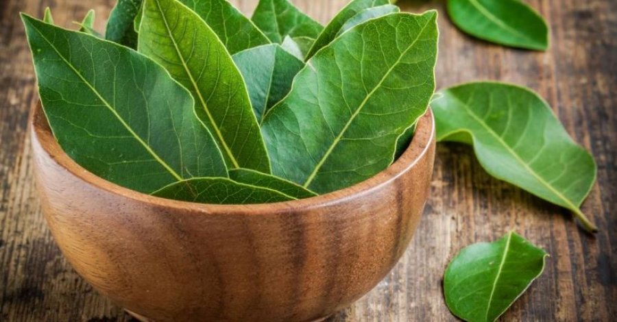 Gjethet e dafinës të mira për tretje dhe kundër diabetit