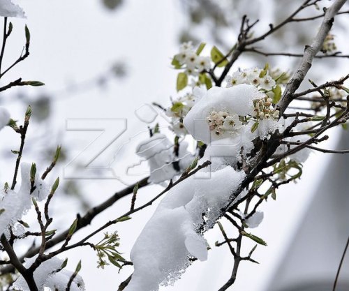 Reshje shiu dhe bore gjatë fundjavës, IHMK-ja paralajmëron ngrica të rrezikshme për bujqësinë