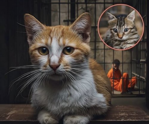 Britani: Vjedhja e maceve dënohet deri në 5 vjet burg 