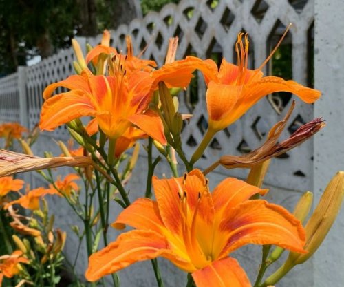 Ja pse kjo lule portokalli është kudo dhe si ta mbillni tani