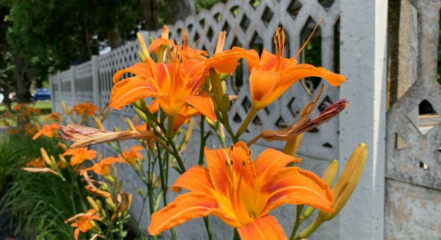 Ja pse kjo lule portokalli është kudo dhe si ta mbillni tani