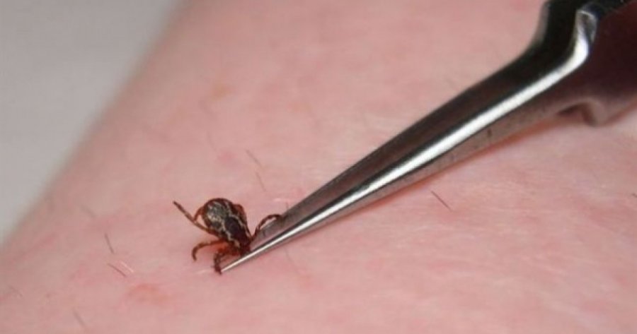 118 raste të pickimeve nga rriqrat në Malishevë  pa raste infektimi