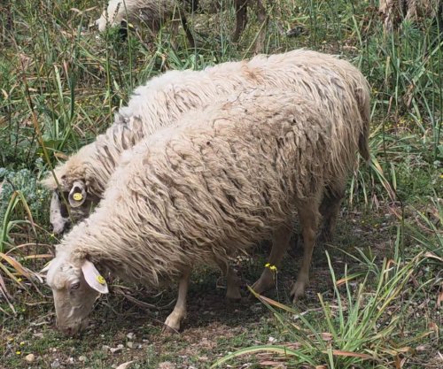 Rikthehet murtaja e bagëtive të imëta në Shkodër të Shqipërisë