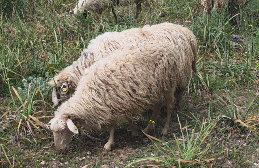 rikthehet-murtaja-e-bagetive-te-imeta-ne-shkoder-te-shqiperise