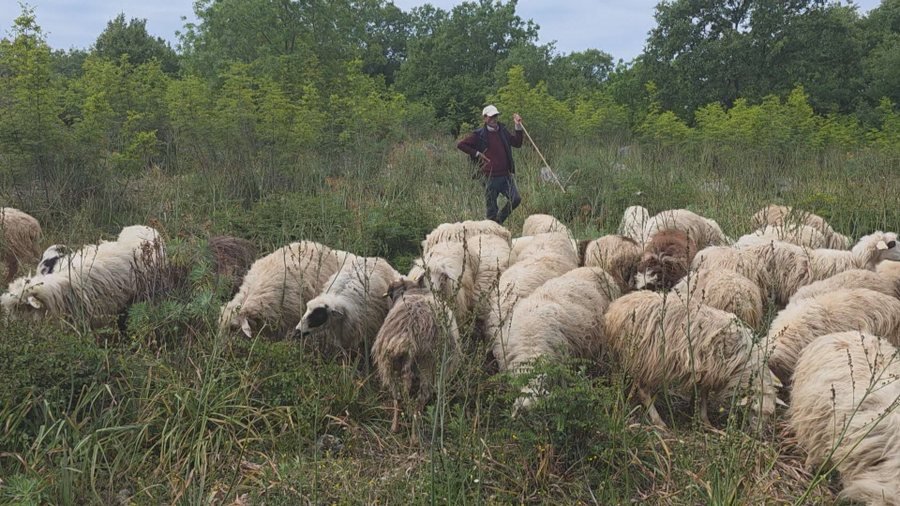 Asgjësohen 190 krerë  shtohet numri i bagëtive me murtajë në Shkodër