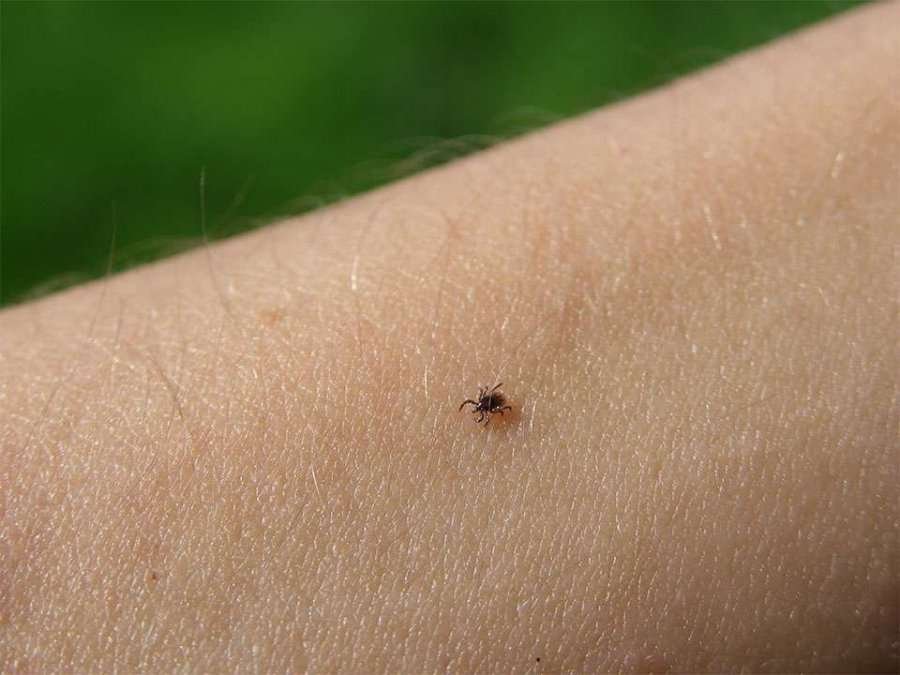 Rriqrat dhe rreziku për shëndetin gjatë verës, Sherifi: Me rritjen e temperaturave ato aktivizohen