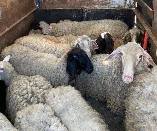 Lija e deleve shkakton dëme të mëdha materiale tek blegtorët në Maqedoni