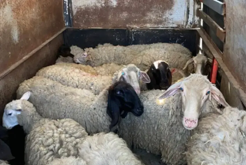 Kontrabanduan 30 dele nga Serbia  një i dyshuar largohet e tjetri arrestohet