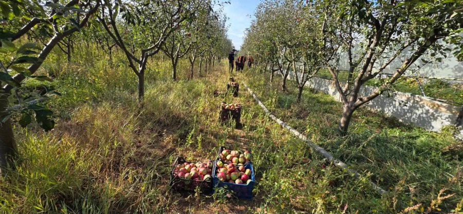 Të burgosurit angazhohen në bujqësi  nis vjelja e mollëve dhe nxjerrja e patateve në Smrekonicë