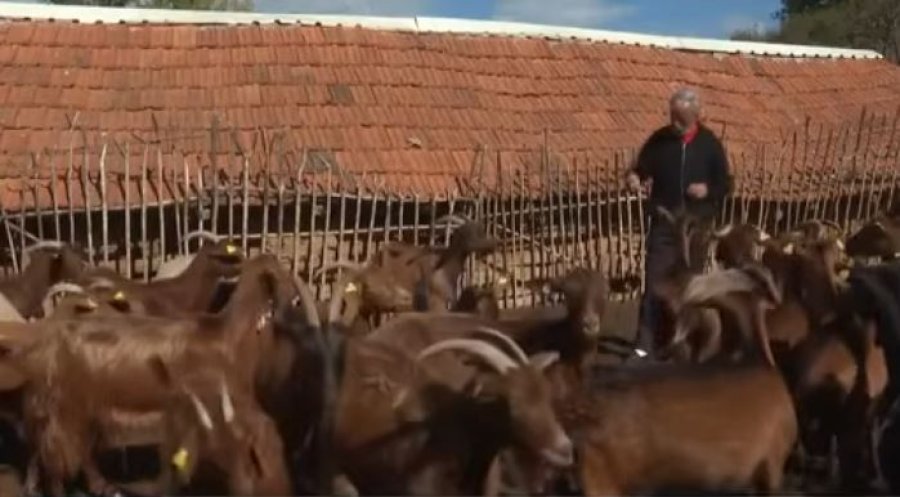 Cakolli  Mbarështimi i dhive dhe i deleve është fitimprurës