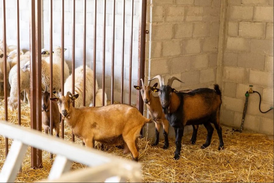 Inaugurohen Ferma Didaktike dhe dy institute të reja kërkimore në Fakultetin e Bujqësisë dhe Veterinarisë