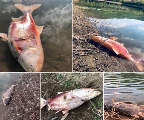 Ngordhin peshq të mëdhenj në liqenin e Badocit, peshkatarët kërkojnë verifikim të ujit