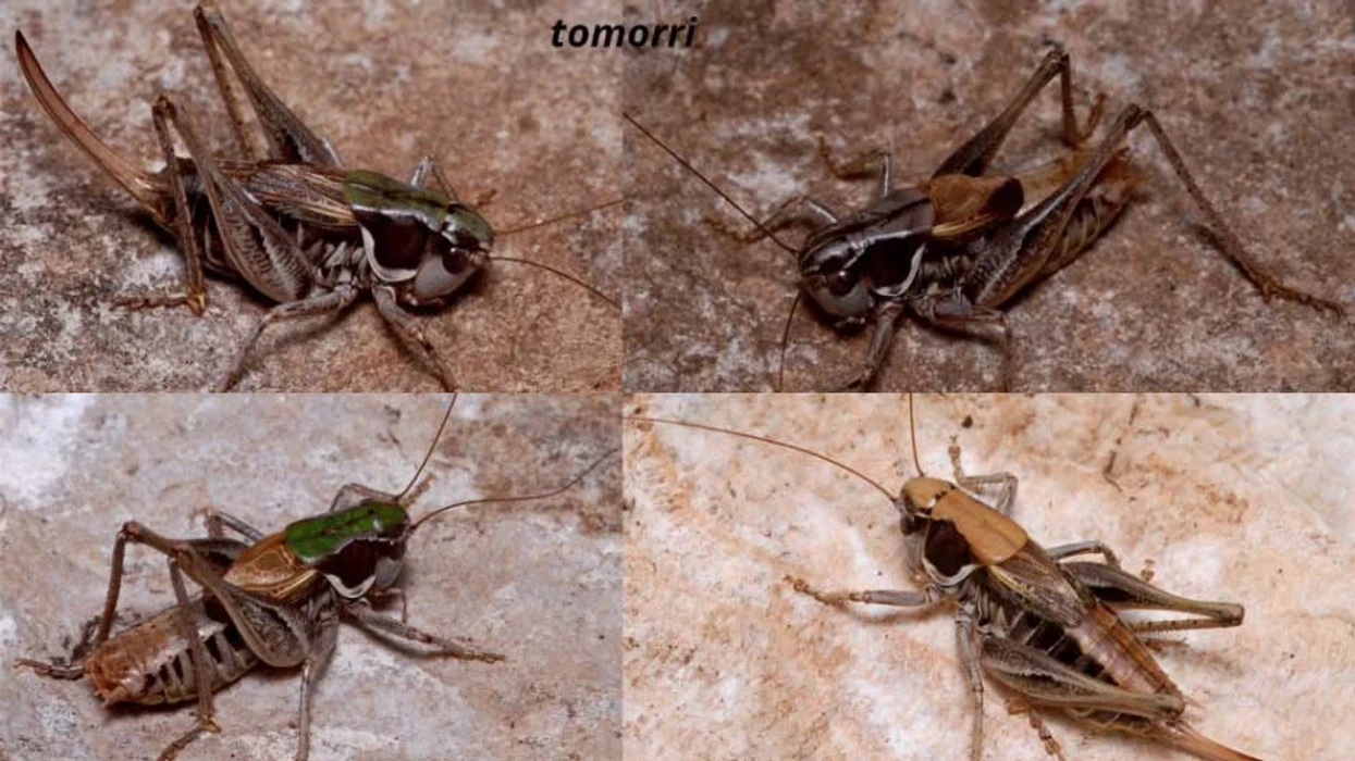 Zbulohen dy specie të reja karkalecash malorë në Shqipëri
